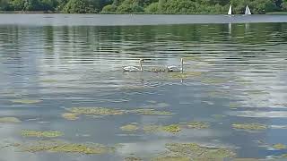 etangdesaintquentinenyvelines oiseaux du plan deau des cygneaux à létang nature [upl. by Linehan]