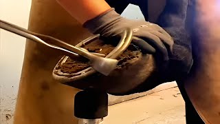 🐴How Horses Hooves Deep Cleaned Horses Hoof Deep Trimming [upl. by Meelas]