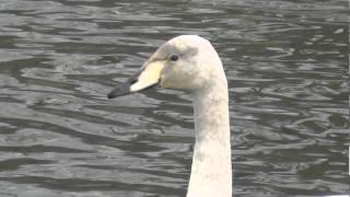 Whooper Swan on Helston Boating Lake Cornwall [upl. by Belcher]