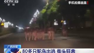 Ostriches escape from a farm in China [upl. by Bohlen690]