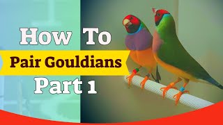 Gouldian Finch Pairing  6 Pairs Breeding Season Part 1 [upl. by Tiersten]