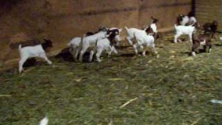 Baby Boer Goats Playing Jamaica Iowa [upl. by Ivz]