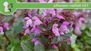 Purpurrote Taubnessel  Blüte  040418 Lamium purpureum  WildpflanzenBestimmung [upl. by Wallford]