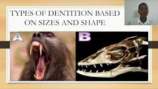 DentitionTypes Of Dentition [upl. by Doble218]