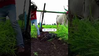 आज माझं अद्रक मध्ये मका टाकायचं चालू आहे 🐂🌿 [upl. by Akeemaj]