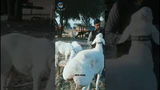 Beautiful balkhi dumba  Fat tailed ram  Alya sheeps [upl. by Akimas]