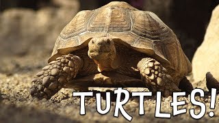 Turtles Turtle Facts for Kids [upl. by Odeen]