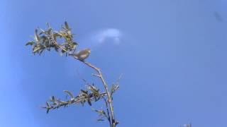 Hybrid song Willow WarblerChiffchaff [upl. by Hsihsa]