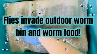 Fly invasion in worm bin and worm food [upl. by Dreda]