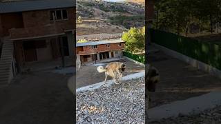 DAYANDI ALİ CABBAR  köpek köpekler kangal [upl. by Quillon]