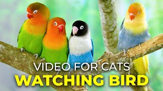 Cats Favorite Mesmerizing Bird Videos Tailored For Curious Cats  CatTV Central [upl. by Eiuol234]