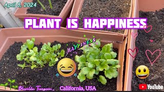 PLANT IS HAPPINESS  TULIPS AND HYACINTH AFTER BLOOMING  STORY TELLING  LEARNING WHILE PLANTING [upl. by Adnic]