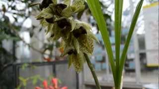 Popping pollen Catasetum sanguineum in action  THE HUNTINGTON [upl. by Raynell645]