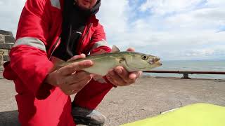 FISHING ANSTRUTHER FIFE [upl. by Oringa932]