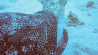 Monster Grouper Attacks Shark [upl. by Petersen]