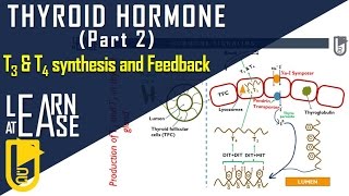 Thyroid Hormone Part 2 T3 amp T4 synthesis and Feedback inhibition [upl. by Nelac]