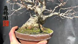 Carpinus turczaninowii shohin 24B96 [upl. by Serica]