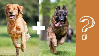 German Shepherd amp Golden Retriever Mix Info With Pictures [upl. by Durand]