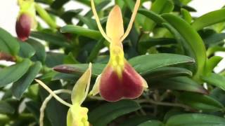 Must Have Miniature Orchid Epidendrum porpax care and blooms [upl. by Kinom]