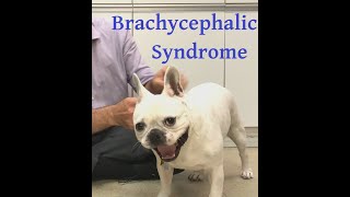 Brachycephalic syndrome explained well Or why does my dog snore and how can I help [upl. by Hasile]