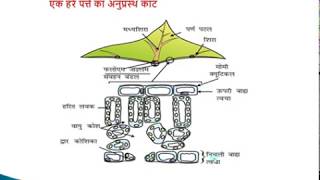 स्वपोषी  विषमपोषी पोषण  Swaposi poshan vishamposhi poshan  autotrophs  hetrotrophs  class10 [upl. by Haff389]