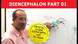 Diencephalon  Neuroanatomy  Part 12 [upl. by Battat687]