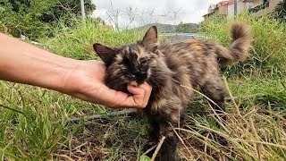 Cute fluffy cat started purring loudly as soon as she came to me [upl. by Lengel]