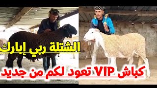 🔴 فلاح لبيع جميع أنواع الكباش  كباش خاصة بالمناسبات و التربية و التفحال و النعجة و الخرفان الصغار 👍 [upl. by Atsira773]