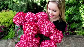 Robertas 1pc Bloomin Easy Kimono Hydrangea Live Plant on QVC [upl. by Aridan85]