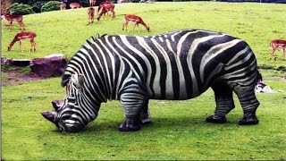 10 Bizarre Tiere die es tatsächlich gibt [upl. by Etiuqal]