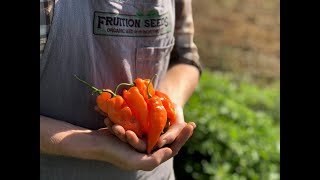 Habanada Our Favorite Sweet Pepper [upl. by Anirb]