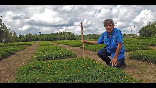 Perennial Peanut Forage Variety Research Tour [upl. by Atinoj]