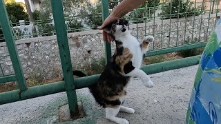 Cute cat that stood up and greeted me has a lot to tell [upl. by Telocin405]