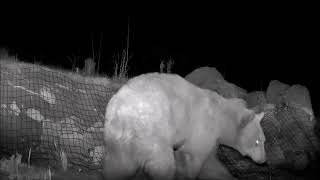 Trail Camera at Night in the Lincoln National Forest of the Sacramento Mountains Near Cloudcroft NM [upl. by Orhtej42]