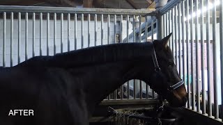 How to trim a horses mane  OTD Grooming Gossip [upl. by Htidra126]