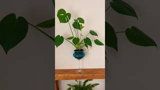 Monstera repotting and care monstera aesthetic design display plants planthome diy plantcare [upl. by Simons]