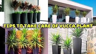 How To Take Care Of Your Yucca Plant Yucca Plant Care Tips [upl. by Kara-Lynn963]