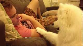 Samoyed puppy hugs 2 [upl. by Einnahc]