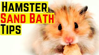 Hamster Sand Bath Tips ♥️ [upl. by Lauree]