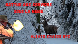 Alsace Chasse épisode 2 Battue aux cervidés sous la neigeDruckjagt auf RotwildRed Deer Hunting [upl. by Luci]