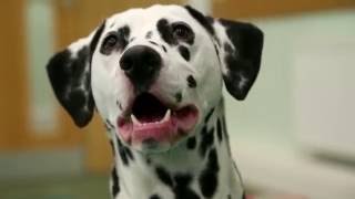 RSPCA Video  The Dog Rescuers series 2 episode 3 [upl. by Leler]