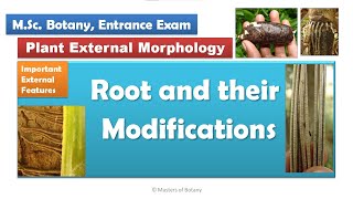 Angiosperms External Morphology  Roots and their Modifications  BSc and MSc Botany [upl. by Chaille882]