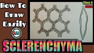 how to draw sclerenchymasclerenchyma diagramsclerenchyma drawingsclerenchyma diagram class 9 [upl. by Ahsemit]