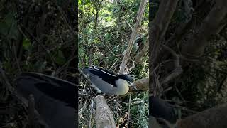 Amazing bird nests Birds are laying eggs in the nest natural birds mengly nature [upl. by Viridis]