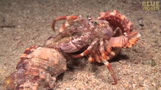 Incredible footage of hermit crab changing shells with anemones [upl. by Mickey]