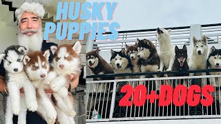 Best husky kennel of India😍All time puppy available😧20husky🤪Husky kennel [upl. by Yesnnyl707]