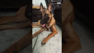 Rubby ki nashili ankhe 🥴🥴shorts trending video  pets dog  i wm rubby  bollywood song [upl. by Enerual]