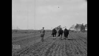 Het Friese Paard in de Akkerbouw 19501955 [upl. by Wu22]