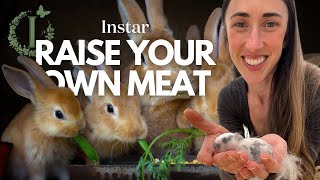 The Ultimate Guide to Raising Meat Rabbits Naturally [upl. by Wooster]