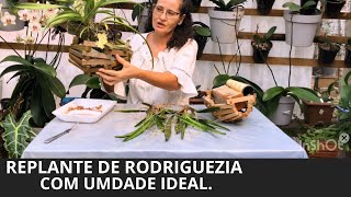 Replante de rodriguezia lanceolata com umidade ideal [upl. by Kcirdnekel]